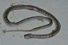 Dasypeltis palmarum