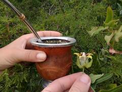 Araujia megapotamica