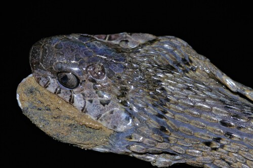 Photo of a Palm Egg Eater (Dasypeltis palmarum)