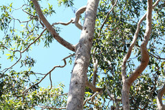 Corymbia henryi