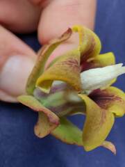 Araujia megapotamica