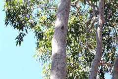 Corymbia henryi