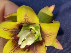 Araujia megapotamica