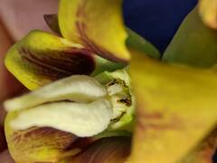 Araujia megapotamica