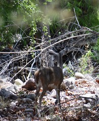 Odocoileus virginianus couesi