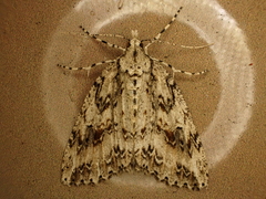 Pseudocoremia rudisata