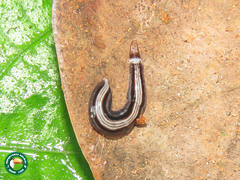 Rhabditophora
