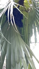 Cynopterus sphinx