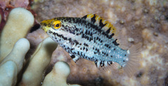Singapore Parrotfish photo 3