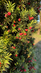 Taxus baccata