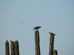 Patagioenas corensis
