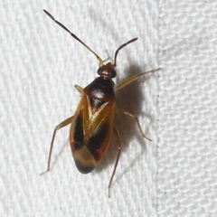 Ceratocapsus modestus