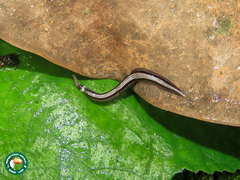 Rhabditophora