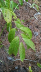 Lindera melissifolia
