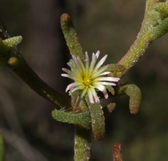 Mesembryanthemum nodiflorum