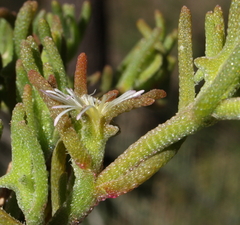 Mesembryanthemum nodiflorum