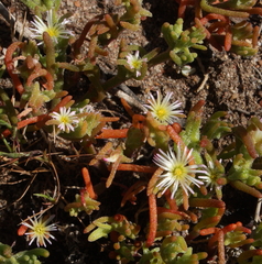 Mesembryanthemum nodiflorum