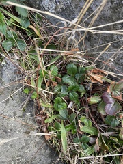 Fragaria chiloensis