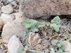 Aristolochia wrightii