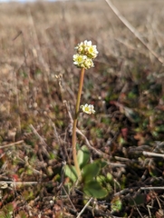 Micranthes integrifolia