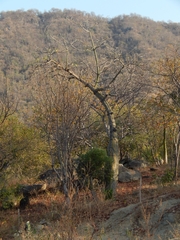 Pseudobombax septenatum