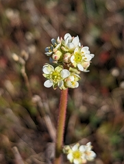 Micranthes integrifolia