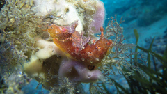 Plocamopherus imperialis