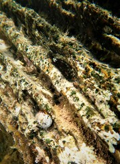 Parablennius tasmanianus