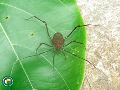 Gonyleptoidea