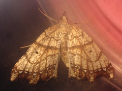 Chalastra pellurgata