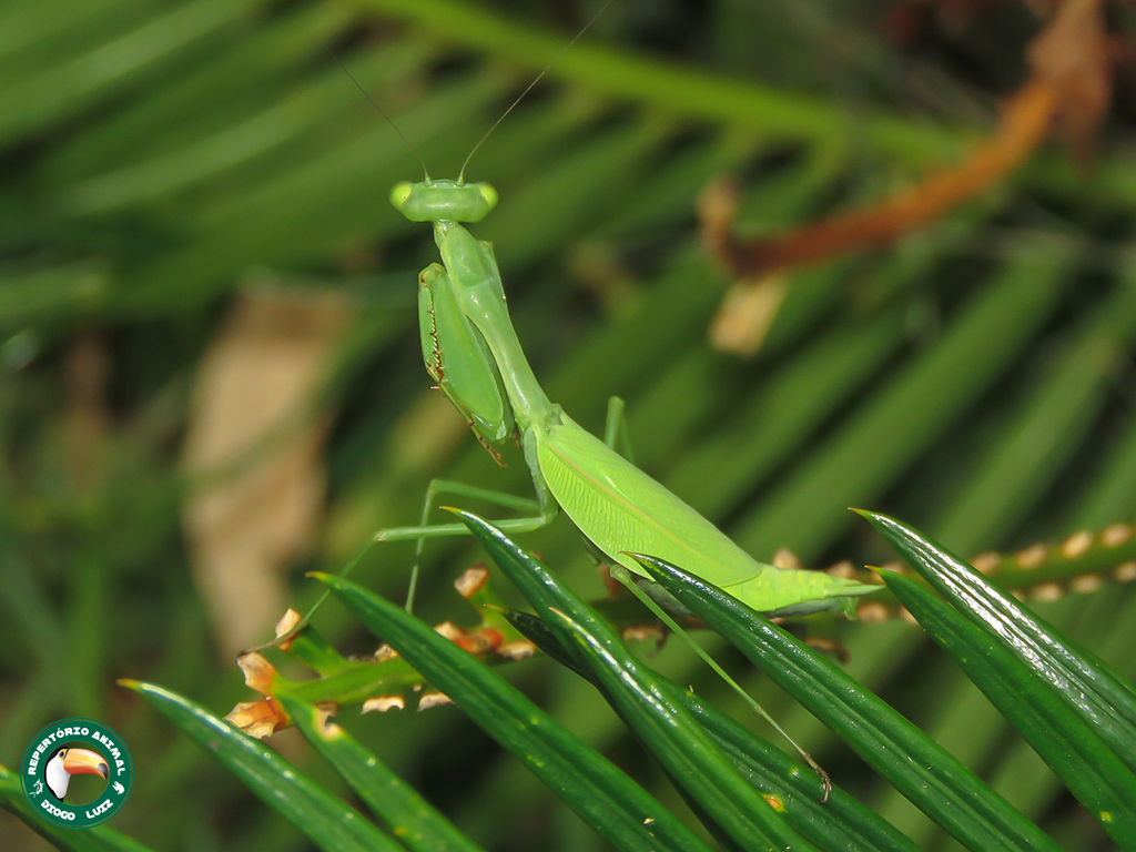 Photina vitrea