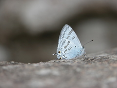 Hypolycaena kina