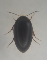 Eucinetidae