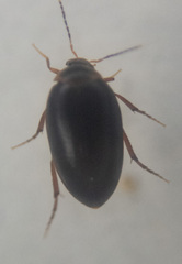 Eucinetidae