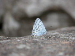 Hypolycaena kina