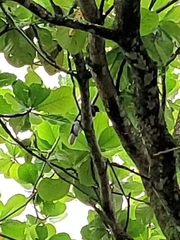 Cyanocorax cristatellus