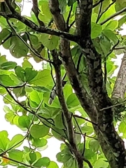 Cyanocorax cristatellus