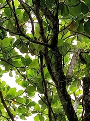 Cyanocorax cristatellus