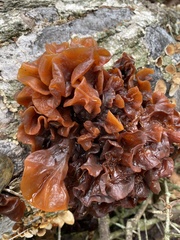 Phaeotremella foliacea image