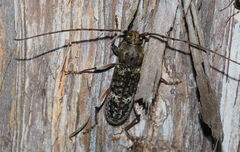 Phacodes