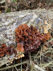 Phaeotremella foliacea image