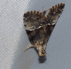 Alophosoma emmelopis
