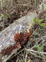 Phaeotremella foliacea image