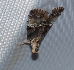Alophosoma emmelopis