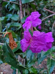 Bignonia corymbosa