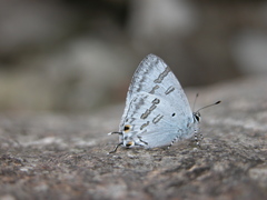 Hypolycaena kina