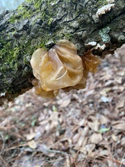 Phaeotremella frondosa image