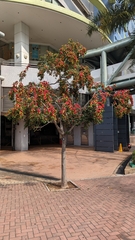 Ilex rotunda microcarpa