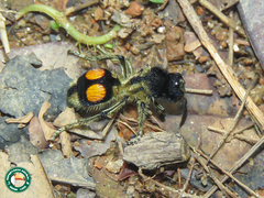 Hoplomutilla spinosa