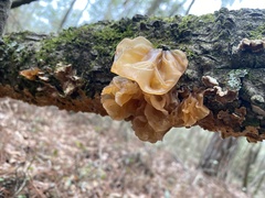 Media resource of Phaeotremella frondosa